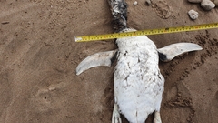 Spheniscus magellanicus