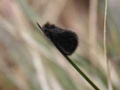 Epichnopterix kovacsi