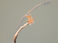 Brachythemis contaminata
