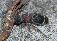 Ephutomorpha dorsigera