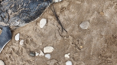 Spheniscus magellanicus