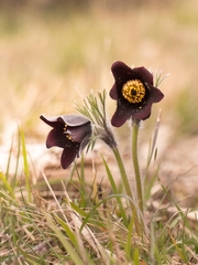 Pulsatilla rubra