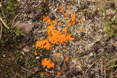 Byssonectria fusispora