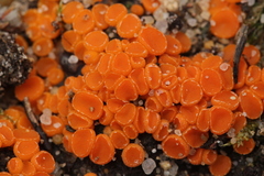 Byssonectria fusispora