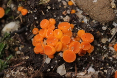 Byssonectria fusispora