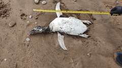 Spheniscus magellanicus