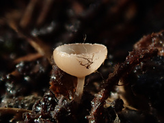 Ciboria coryli