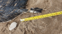 Spheniscus magellanicus