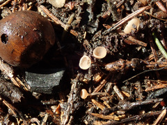 Ciboria coryli