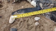 Spheniscus magellanicus