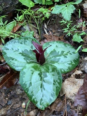Trillium decumbens