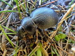 Calosoma luxatum