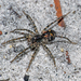 Small Striped Wolf Spiders - Photo (c) Simon Grove, some rights reserved (CC BY-NC), uploaded by Simon Grove (TMAG)
