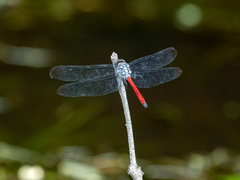 Lathrecista asiatica asiatica