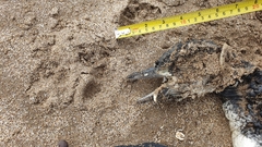 Spheniscus magellanicus