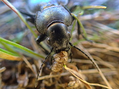 Calosoma luxatum