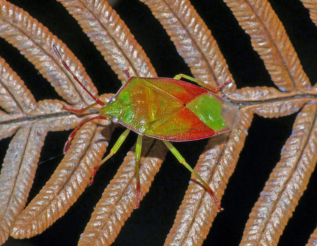Stauralia