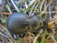 Calosoma luxatum