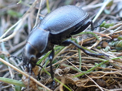 Calosoma luxatum