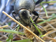Calosoma luxatum