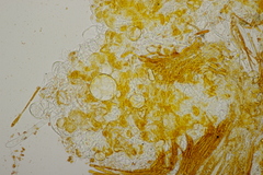 Byssonectria fusispora
