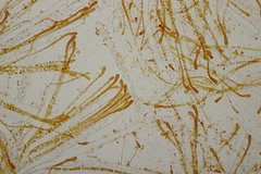 Byssonectria fusispora