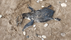 Spheniscus magellanicus