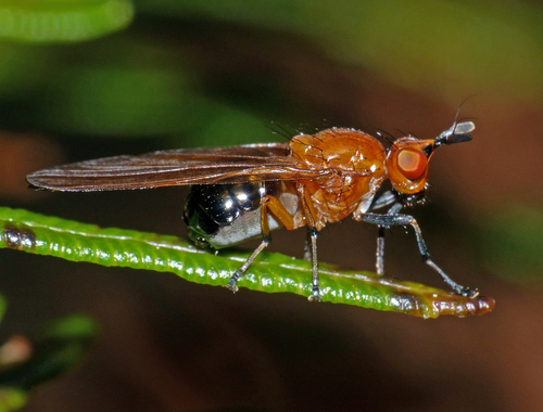Girinukės nuotrauka