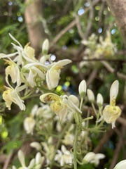 Moringa oleifera