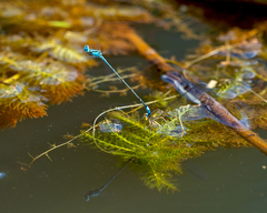 Pseudagrion microcephalum