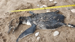 Spheniscus magellanicus