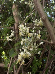 Moringa oleifera