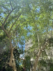 Moringa oleifera