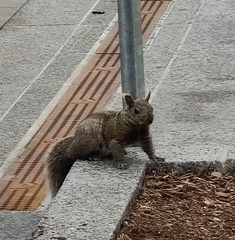 Sciurus carolinensis