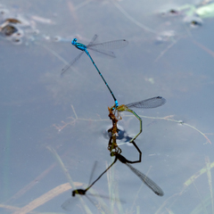 Pseudagrion microcephalum