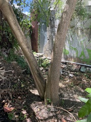 Moringa oleifera