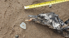 Spheniscus magellanicus