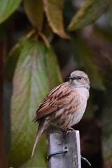 Prunella modularis