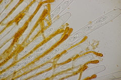 Byssonectria fusispora