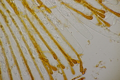 Byssonectria fusispora