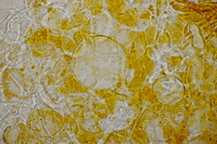 Byssonectria fusispora