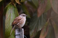 Prunella modularis