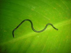 Epictia ater