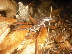 Coleonyx mitratus