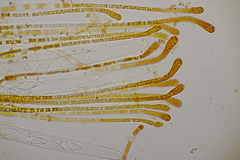 Byssonectria fusispora