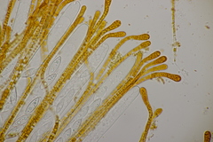 Byssonectria fusispora