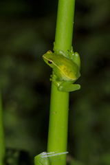 Sphaenorhynchus caramaschii