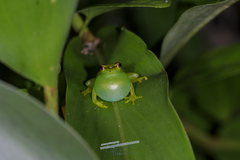 Sphaenorhynchus caramaschii