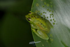 Sphaenorhynchus caramaschii