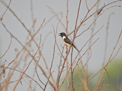 Saxicola